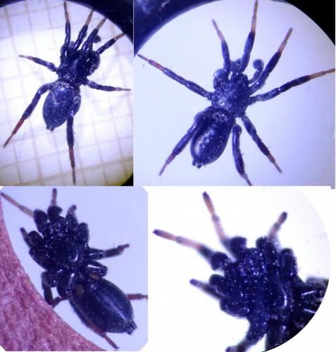 Drassyllus pusillus
